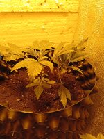 IMG_20260317_085332.jpg