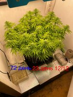 IMG_3522.jpeg