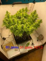 IMG_3634.jpeg