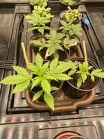 IMG_0229.jpeg