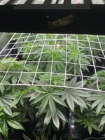 IMG_0886.jpeg