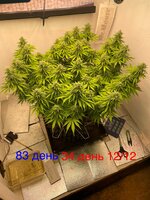 IMG_3697.jpeg