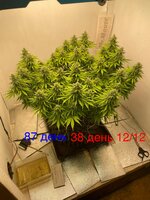 IMG_3741.jpeg