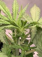 IMG_0398.jpeg