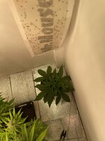 IMG_3786.jpeg