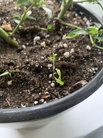 IMG_0550.jpeg