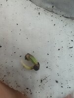 IMG_20260418_175736.jpg