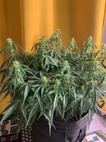IMG_0662.jpeg