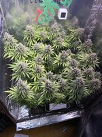 IMG_4030.jpeg