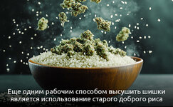 4-Kak-vysushit-promokshij-kannabis__n1kdbdtjCJIC36V9.jpg 4-Kak-vysushit-promokshij-kannabis__n1kdbdtjCJIC36V9.jpg
