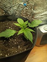 1000010660.jpg