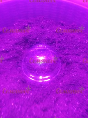 43-wm-84272.79999999882_watermarked.jpg