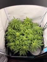 IMG_0955.jpeg