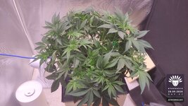 2026-09-28_aya-01_flo-w06d42_canopy_03.jpg
