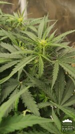 2026-09-29_acid-rain-01_veg-w06d43_bud_02.jpg