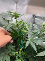 IMG_0303.jpeg