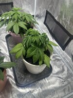 IMG_3836.jpeg