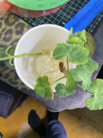 IMG_5412.jpeg