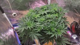 2026-10-06_aya-01_veg-w07d50_canopy_01.jpg