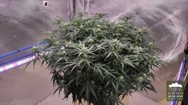 2026-10-09_acid-rain-01_veg-w07d53_canopy_01.jpg
