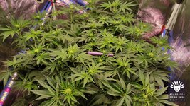 2026-10-12_aya-01_veg-w08d56_canopy_02.jpg