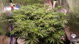 2026-10-14_aya-01_veg-w08d58_canopy_01.jpg