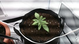 2xZookies and 1x1CBD SKIBIDI