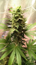 1000135702.jpg