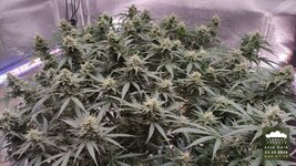 2026-10-23_acid-rain-01_flo-w09d67_canopy_02.jpg