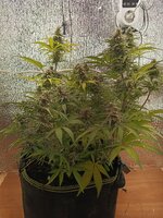1000011449.jpg