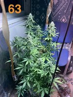 IMG_3385.jpeg