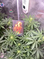 IMG_7056.jpeg