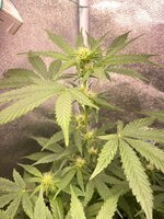 IMG_7060.jpeg