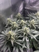 IMG_1415.jpeg