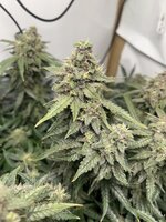 IMG_3163.jpeg