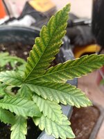 IMG_20261029_201250_533.jpg