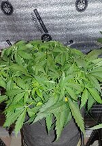 IMG_20261029_223321.jpg