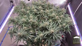 2026-10-29_acid-rain-01_flo-w10d73_canopy_03.jpg