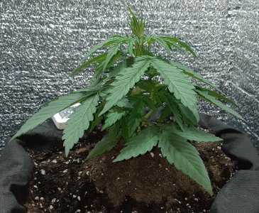 507_kaly1 (2).jpg