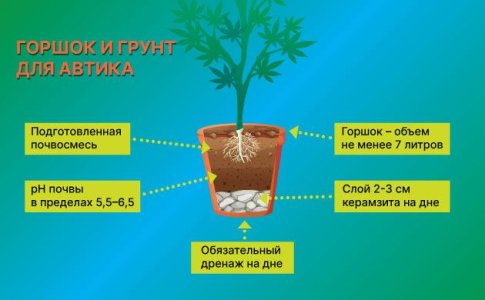 Горшок для выращивания автоцвета дома