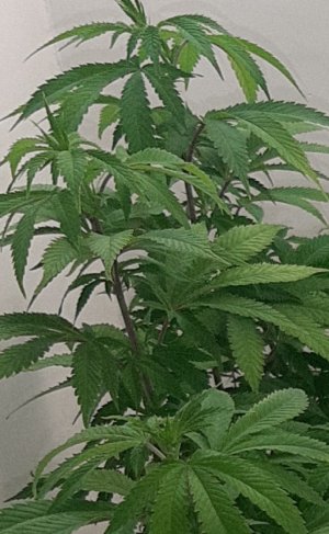 20220804_211747.jpg 20220804_211747.jpg