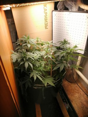 IMG_20220807_202224.jpg