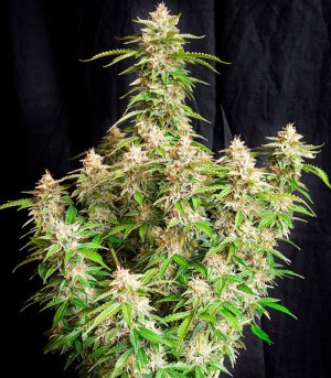 Gorilla-Auto-fem-kust-konopli__WvH7YGyluv6xJ3UG.jpg Gorilla-Auto-fem-kust-konopli__WvH7YGyluv6xJ3UG.jpg