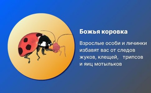 4-Bozhi-korovki.jpg 4-Bozhi-korovki.jpg
