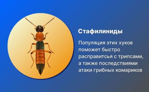 Жуки стафилиниды Жуки стафилиниды