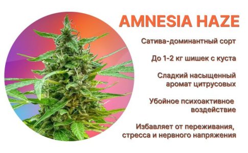 описание сорта Amnesi Haze описание сорта Amnesi Haze