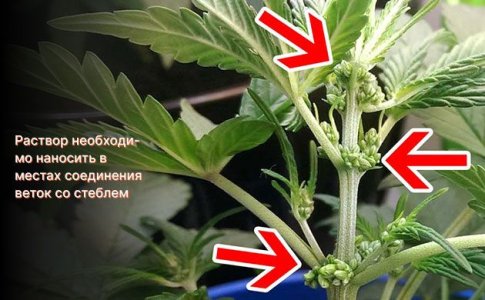 феминизированное серебро и гиббереллиновая кислота феминизированное серебро и гиббереллиновая кислота