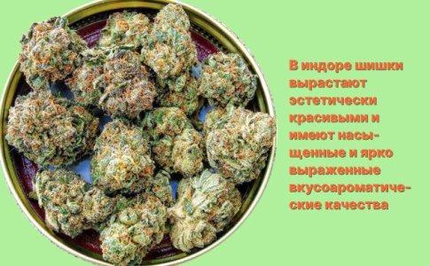 Шишки конопли в аутдоре и индоре Шишки конопли в аутдоре и индоре