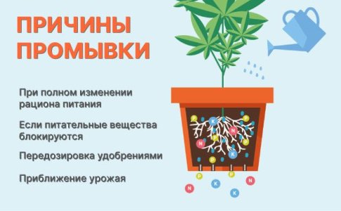 Когда и как правильно промывать коноплю Когда и как правильно промывать коноплю