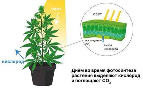 СО2 при выращивании каннабиса СО2 при выращивании каннабиса